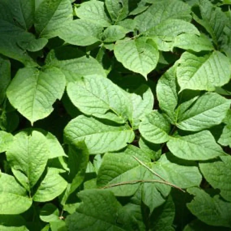 Rustic Sarsaparilla Leaf Wine image